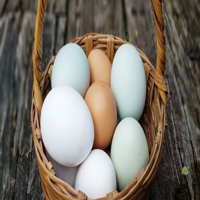 Chicken Eggs
