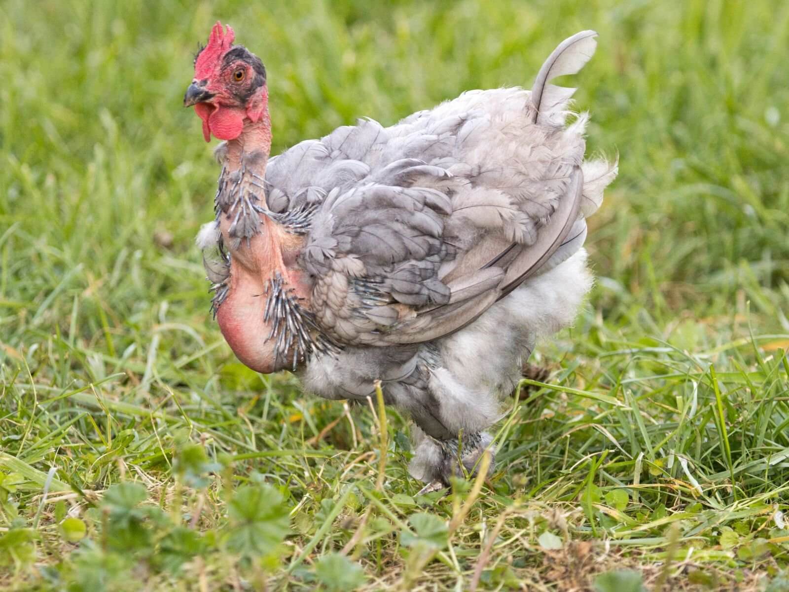 molting