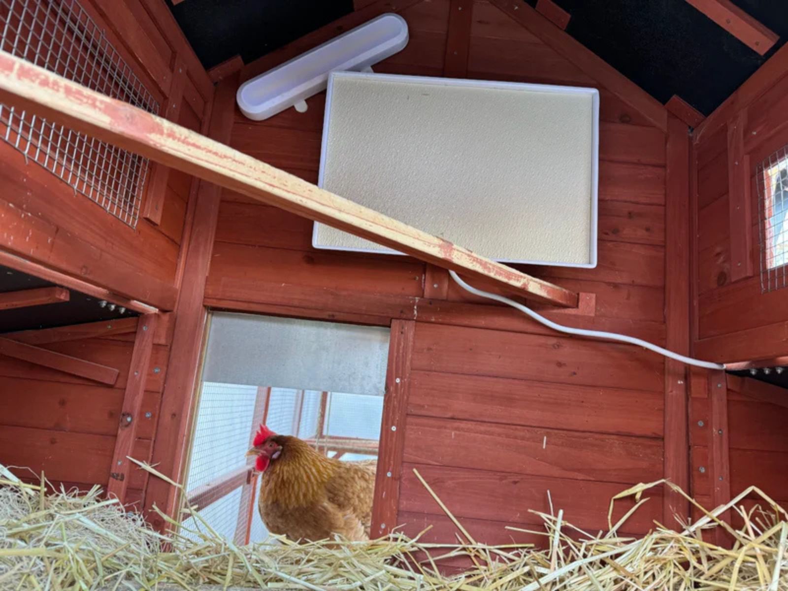 heat lamp for chickens