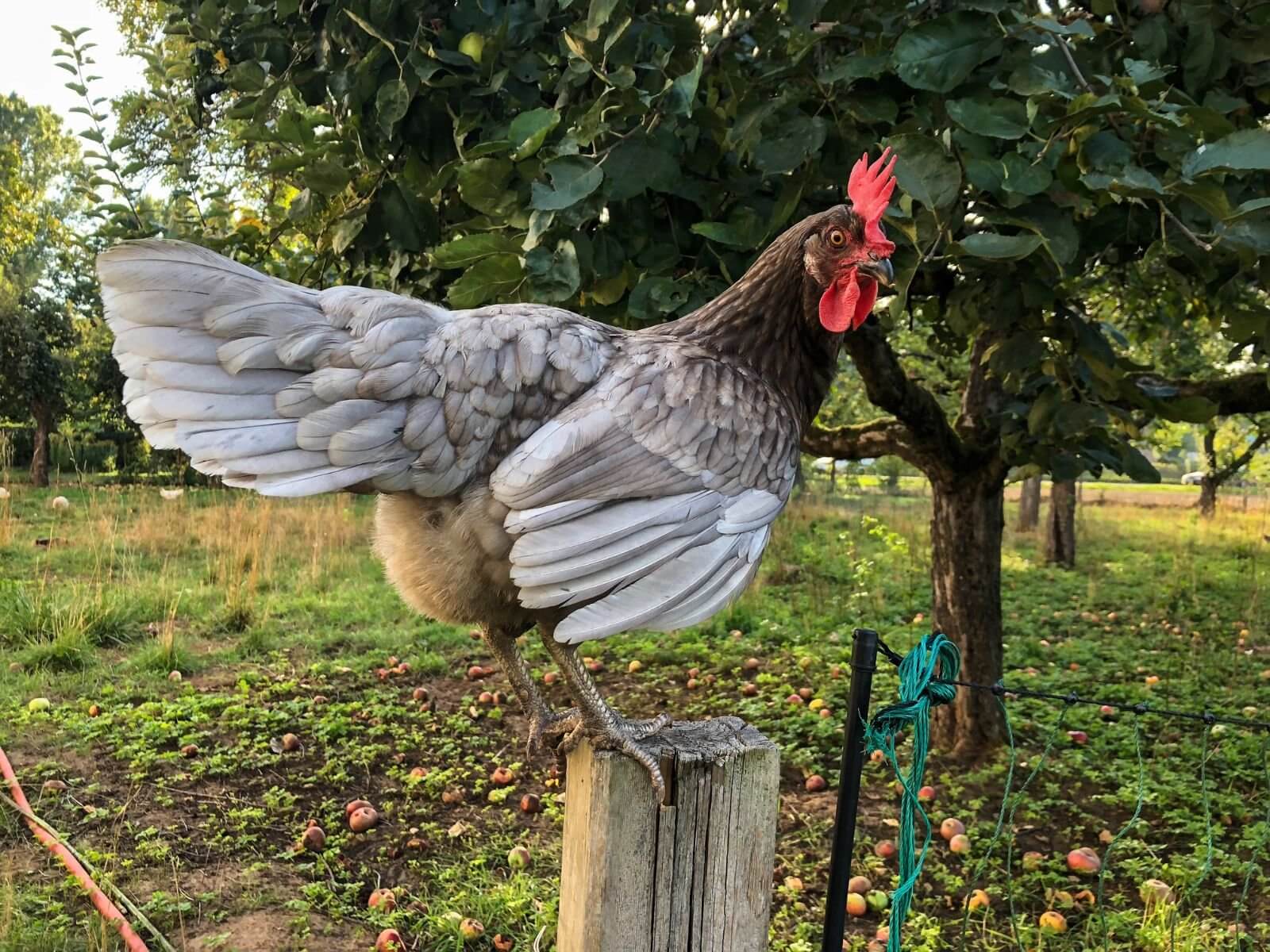 Easter Egger