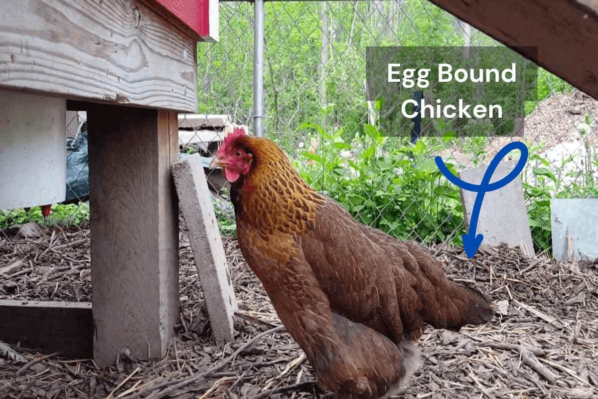 Egg Bound Chicken