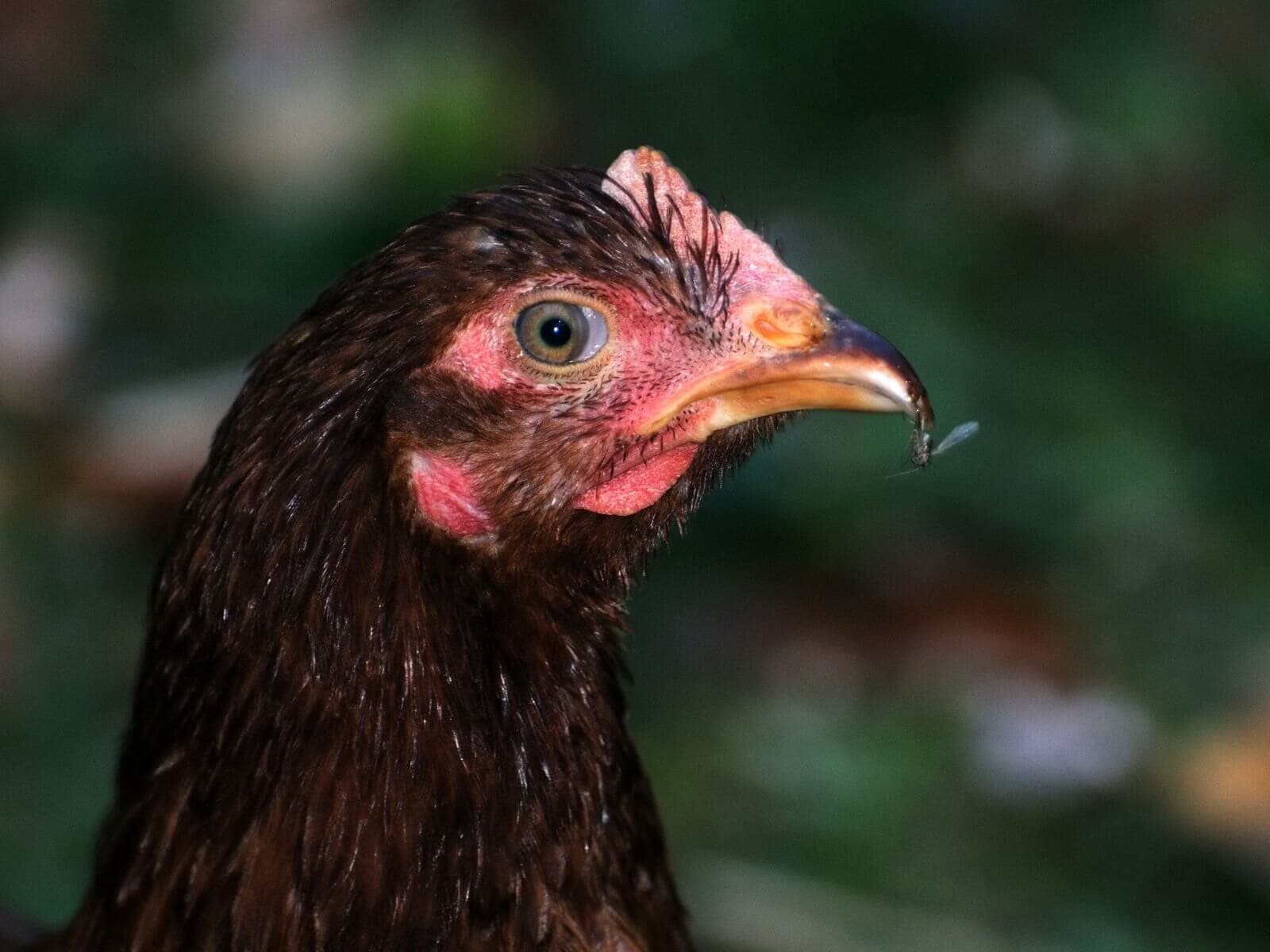 Pig Chicken Insect Bring on the Bugs! Why Chickens Eat Bugs and Garden Benefits