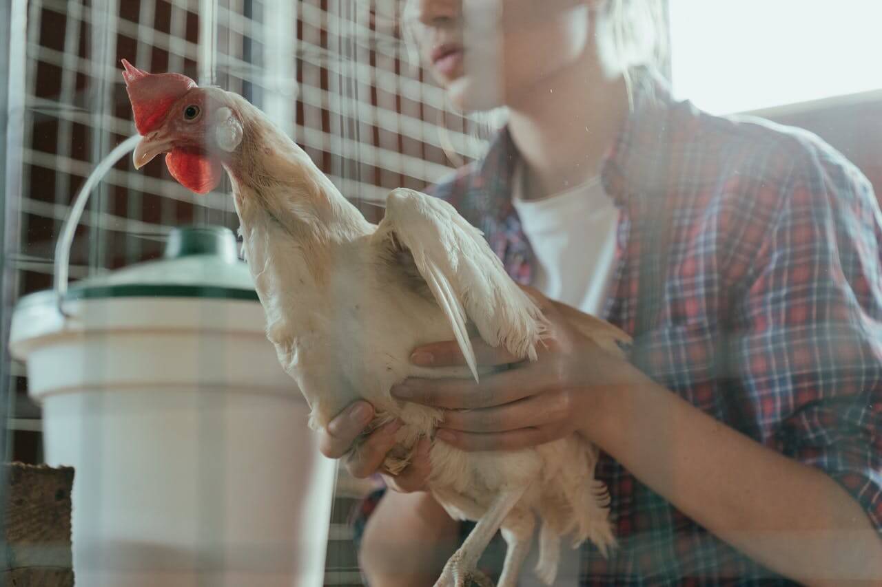 Can Chickens Fly and 4 Commonly Asked Questions