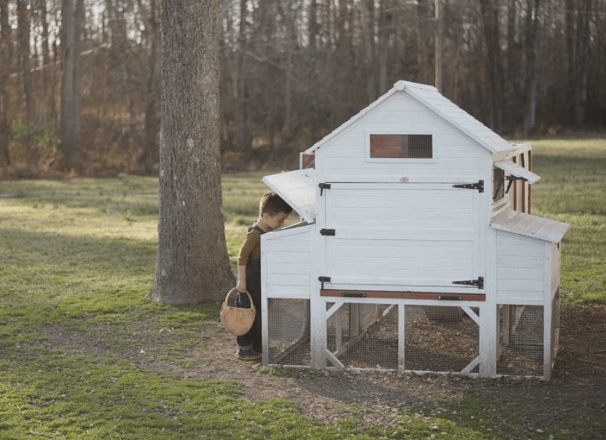 I Left the Corporate World to Start a Chicken Coop Business — Here Are 3 Valuable Lessons I Learned Along the Way