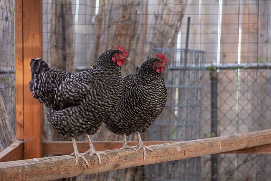 Chicken Roosting Bars: The Definitive Guide