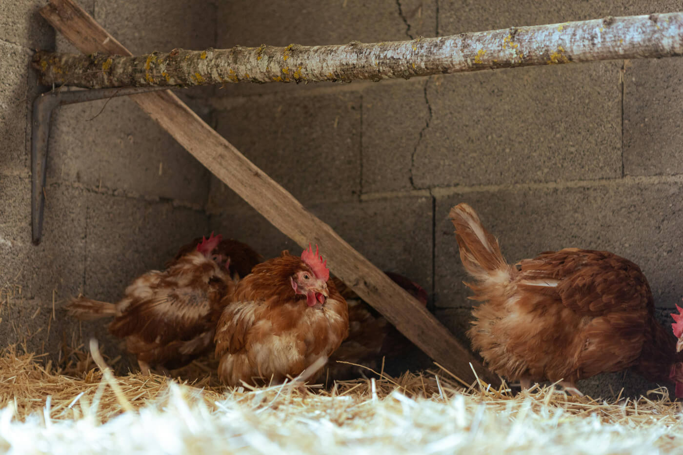 Hemp Bedding for Chickens: An Honest Guide for Beginners