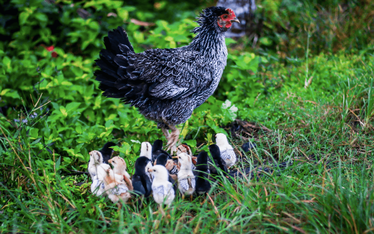 How to Protect Chickens From Predators