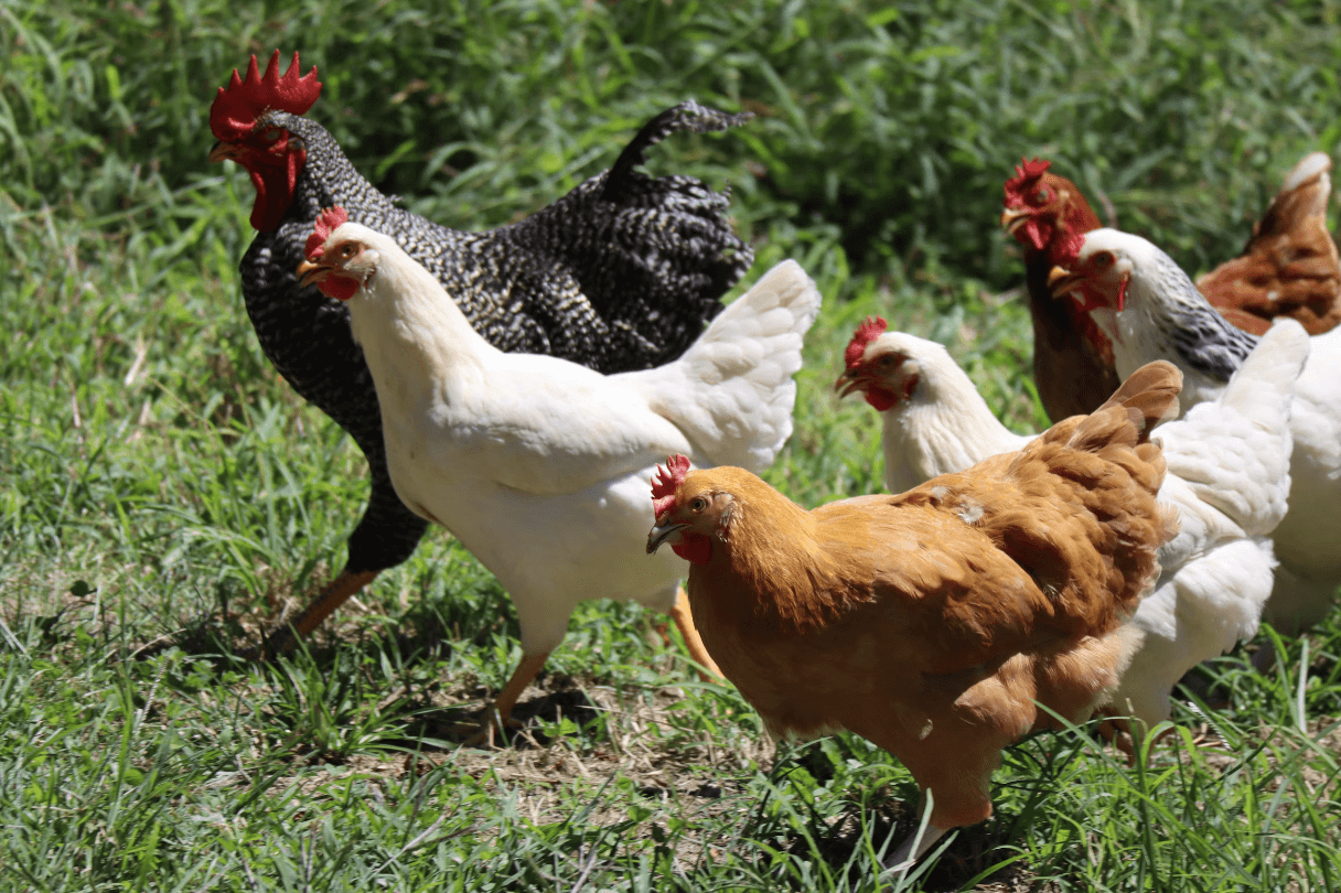 Water Belly in Chickens: Everything You Need to Know – The Chicken Coop ...