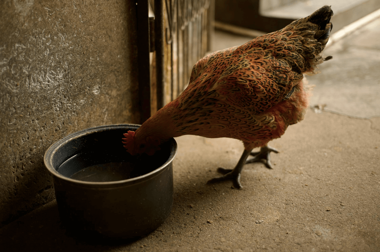 Best Way to Water Chickens All Year Round