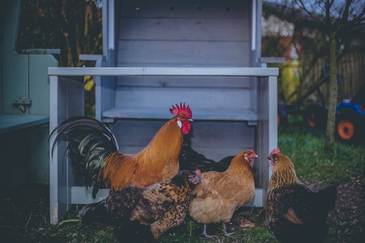 When Do Chickens Start Laying Eggs?