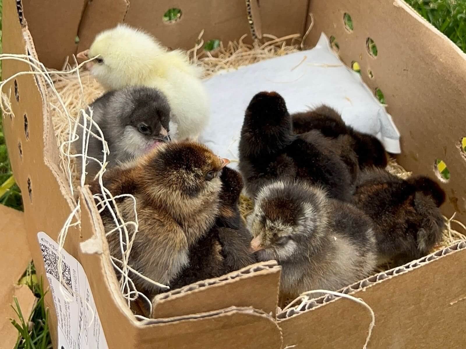 Baby Chicks: The Questions We Hear Every February