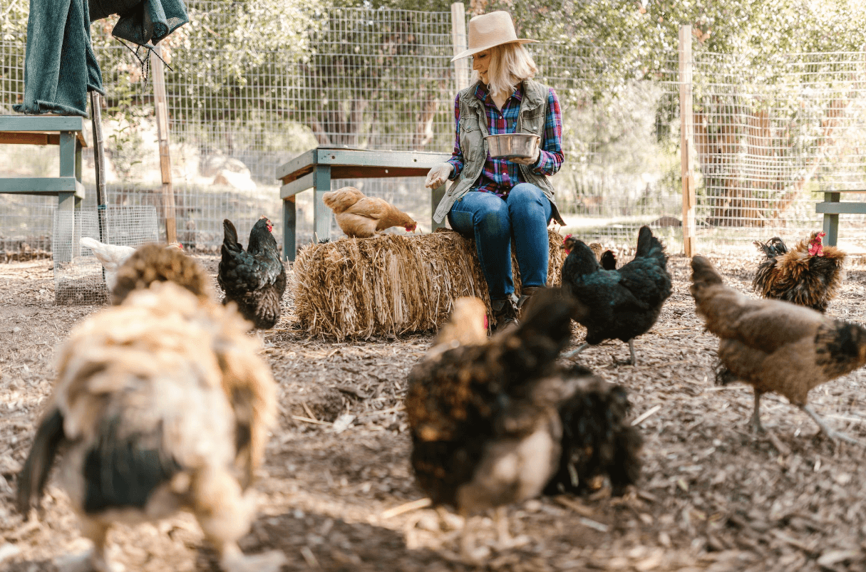Chicken Coop Waterer: 5 Buying and Maintenance Tips