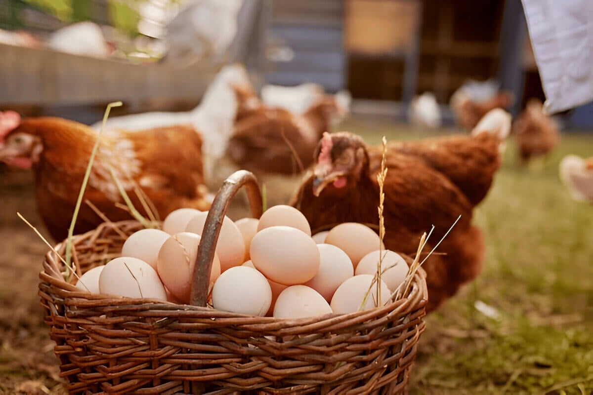 How Do Chickens Make Eggs