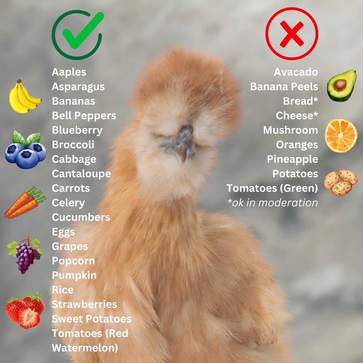 The Ultimate Guide on What Do Chickens Eat