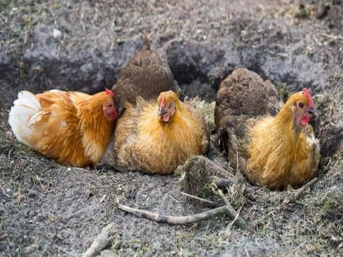 Chicken Dust Bath DIY: Why It's Essential & How to Build One