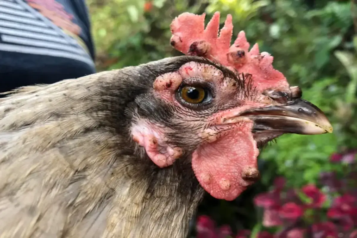 Fowl Pox