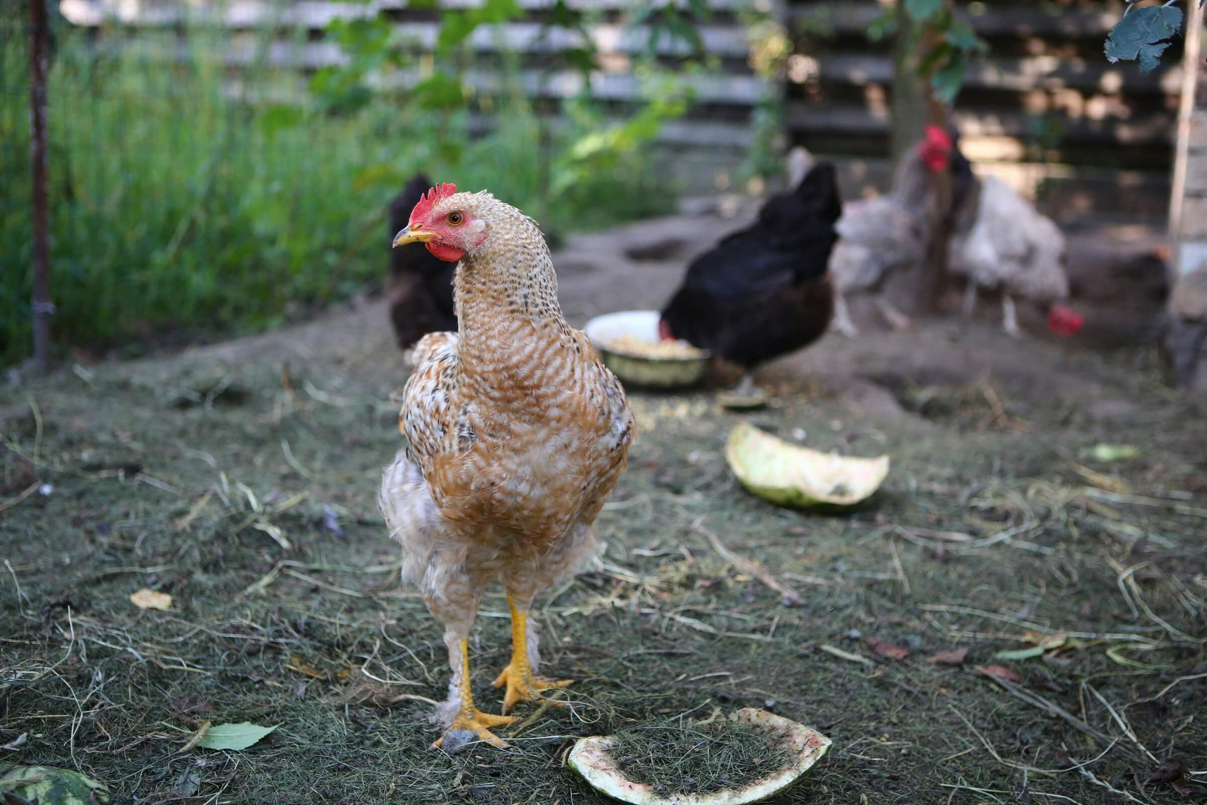 molting