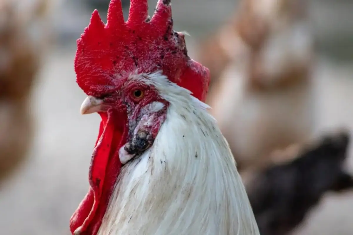 Treatment for Fowl Pox