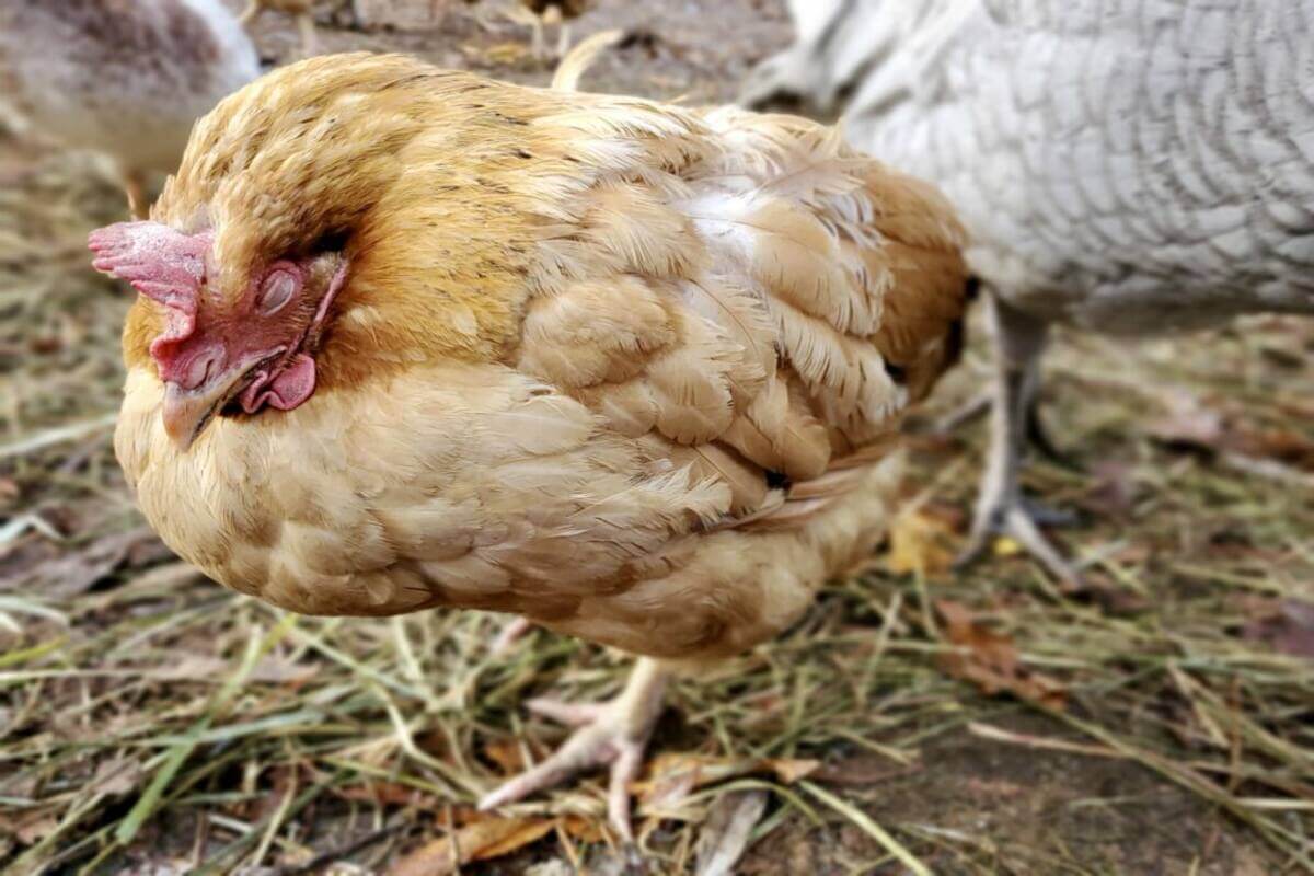 Coccidiosis in Chickens