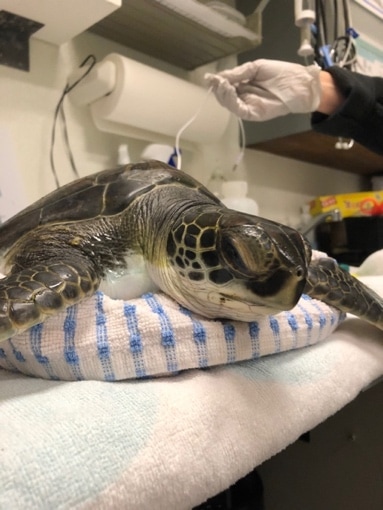 A turtle lying on a towelDescription automatically generated