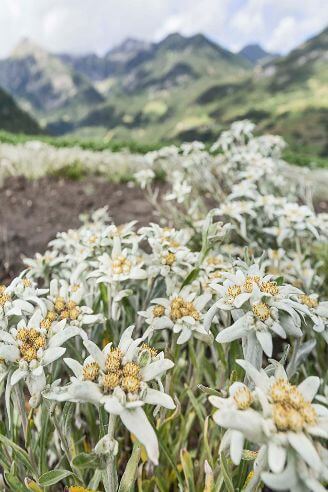 Edelweiss Skincare Benefits