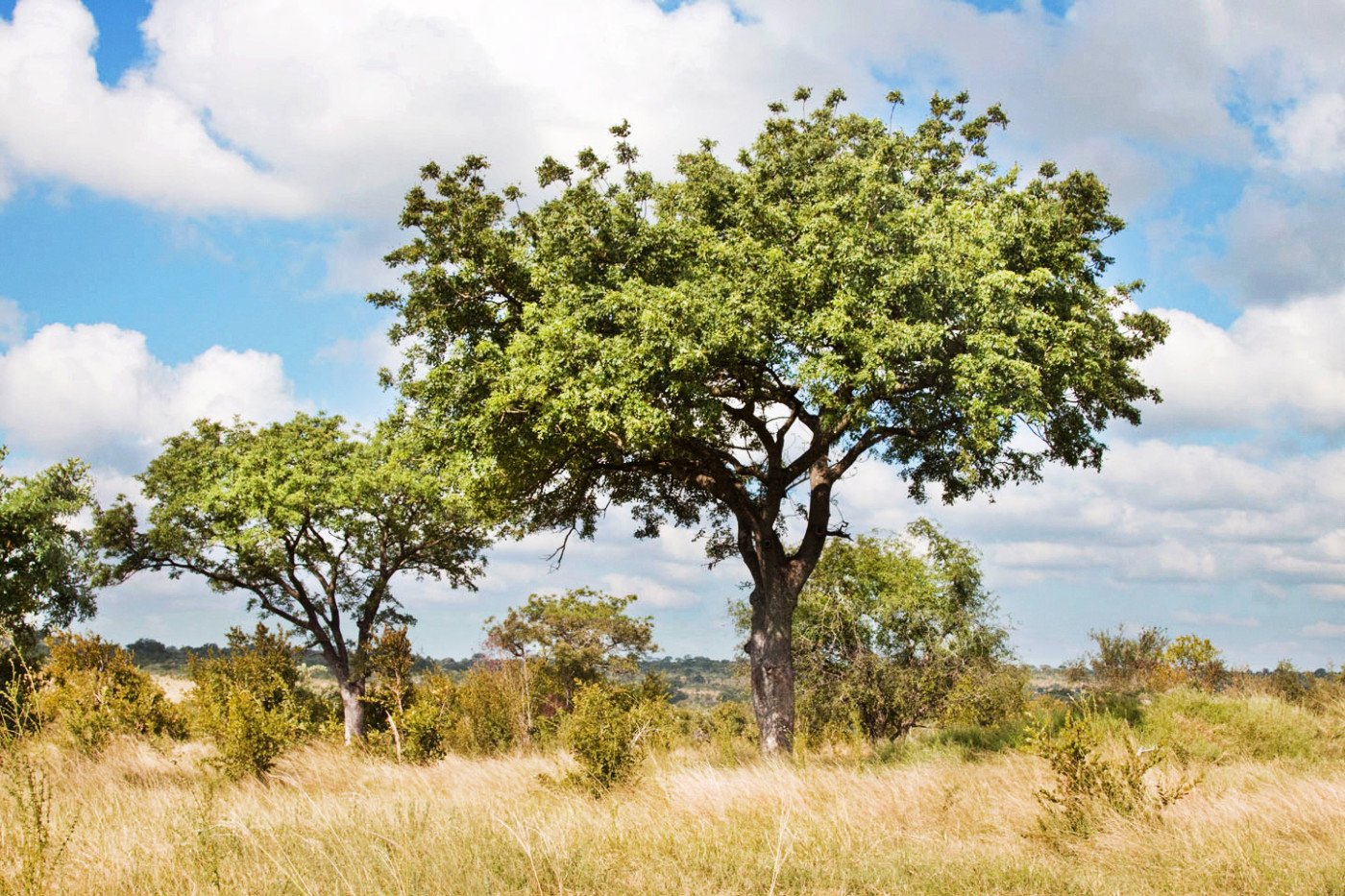 The Truth About Natural Skincare Oils