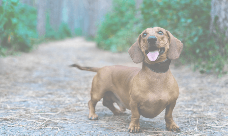 Tips for Dachshund Weight Management : Stay Healthy