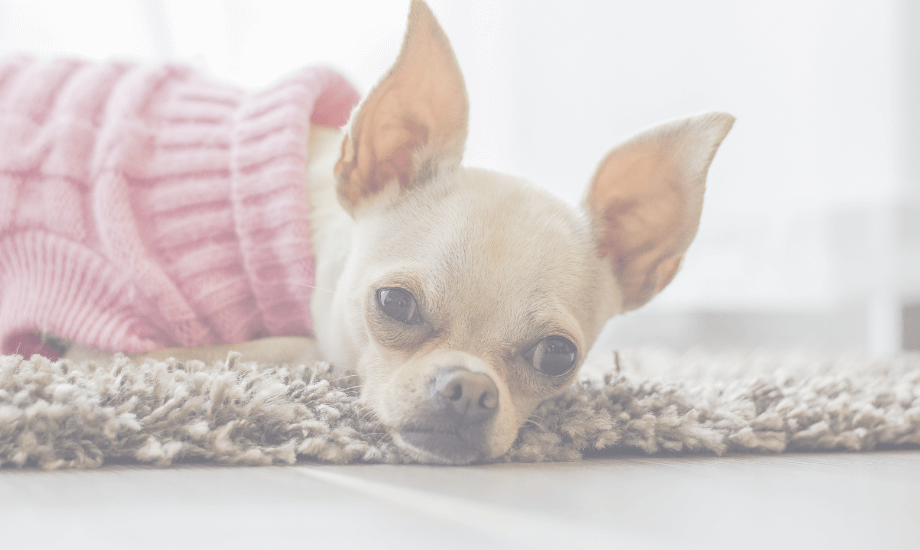 Chihuahua Dental Problems: What Every Pet Parent Needs to Know!