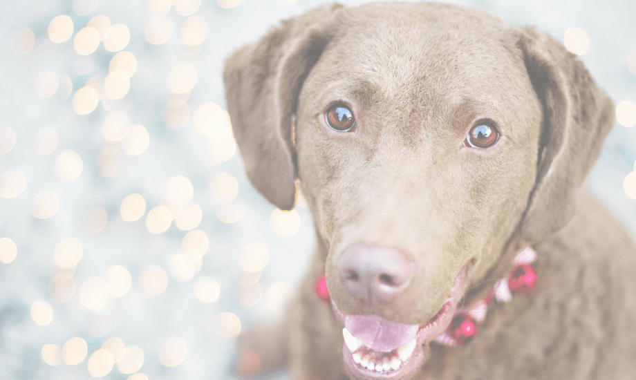 Dog-Friendly Holiday Foods Safe Thanksgiving Treats for Dog