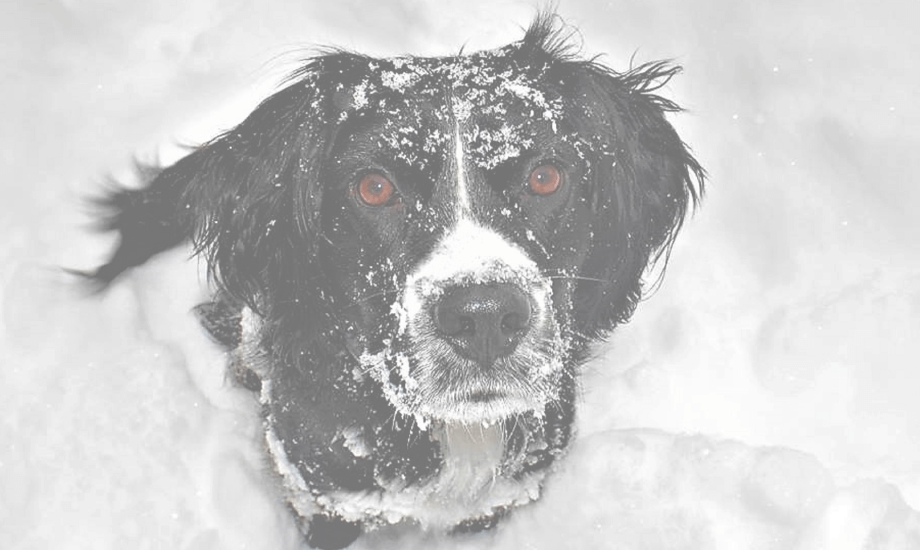 Winter Dog Dry Skin Remedies: Dry Skin Solutions