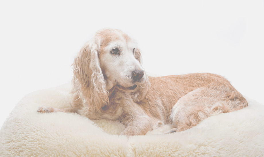 Osteoarthritis in Dogs: Risk Factors, Symptoms, & Treatment