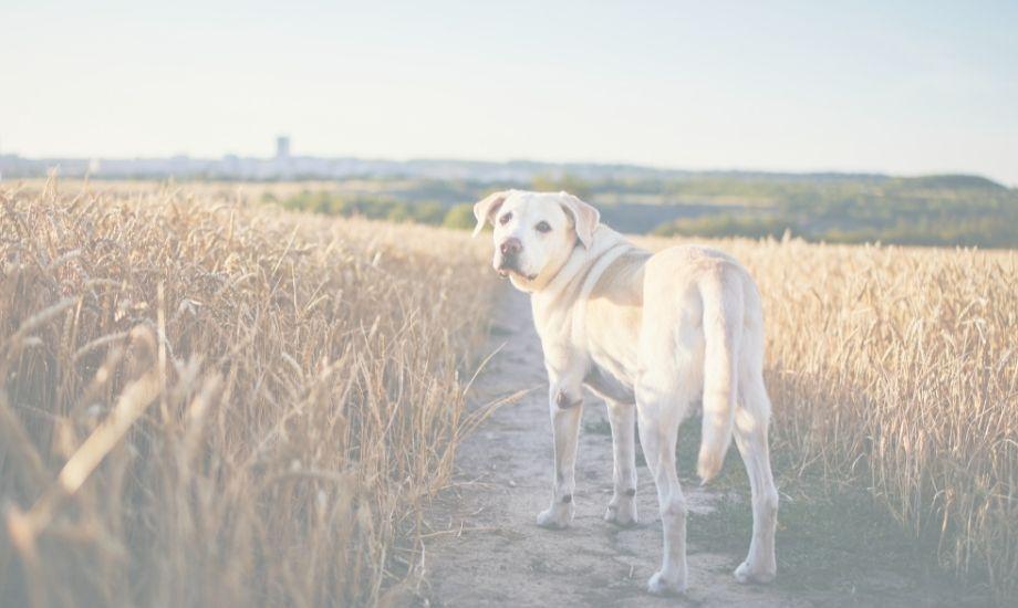 Dog’s Paws Getting Burned: Preventing Paw Burns