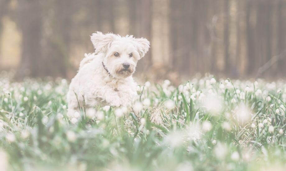 Spring Activities for Dogs: Boost Your Pup's Energy & Mood