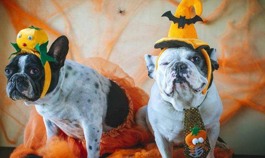 Halloween Pet Safety: Tips to Keep Your Furry Friends Safe