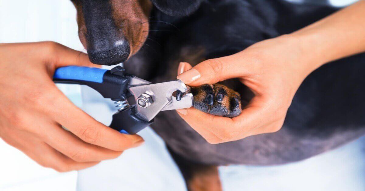 Dog Nail Cutting Techniques for Your Dog