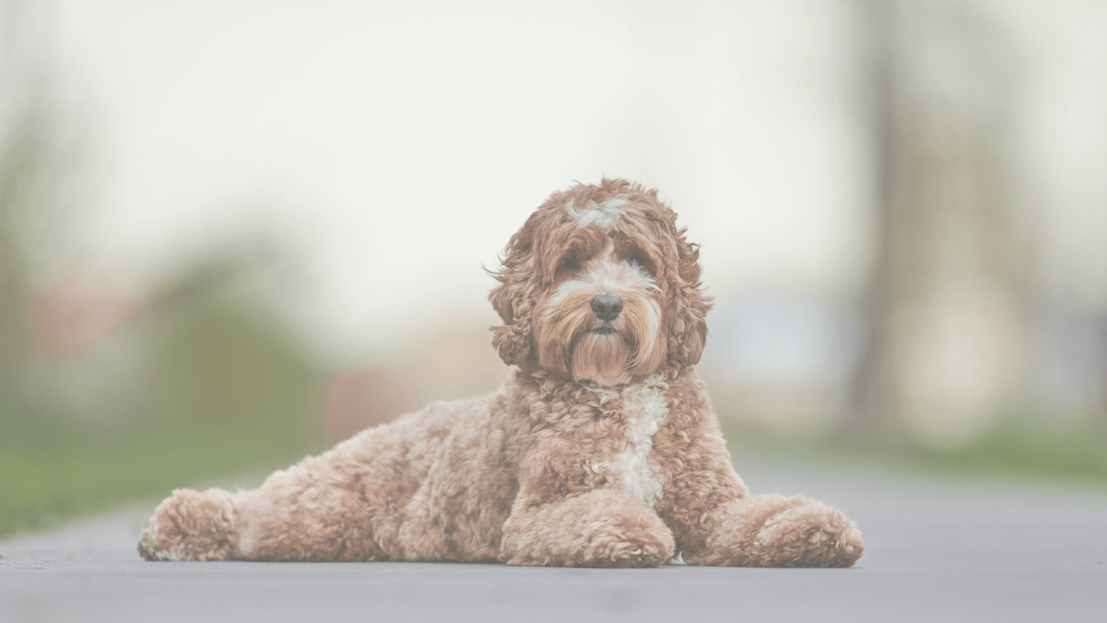 The Perfect Doodle breed for Every Personality