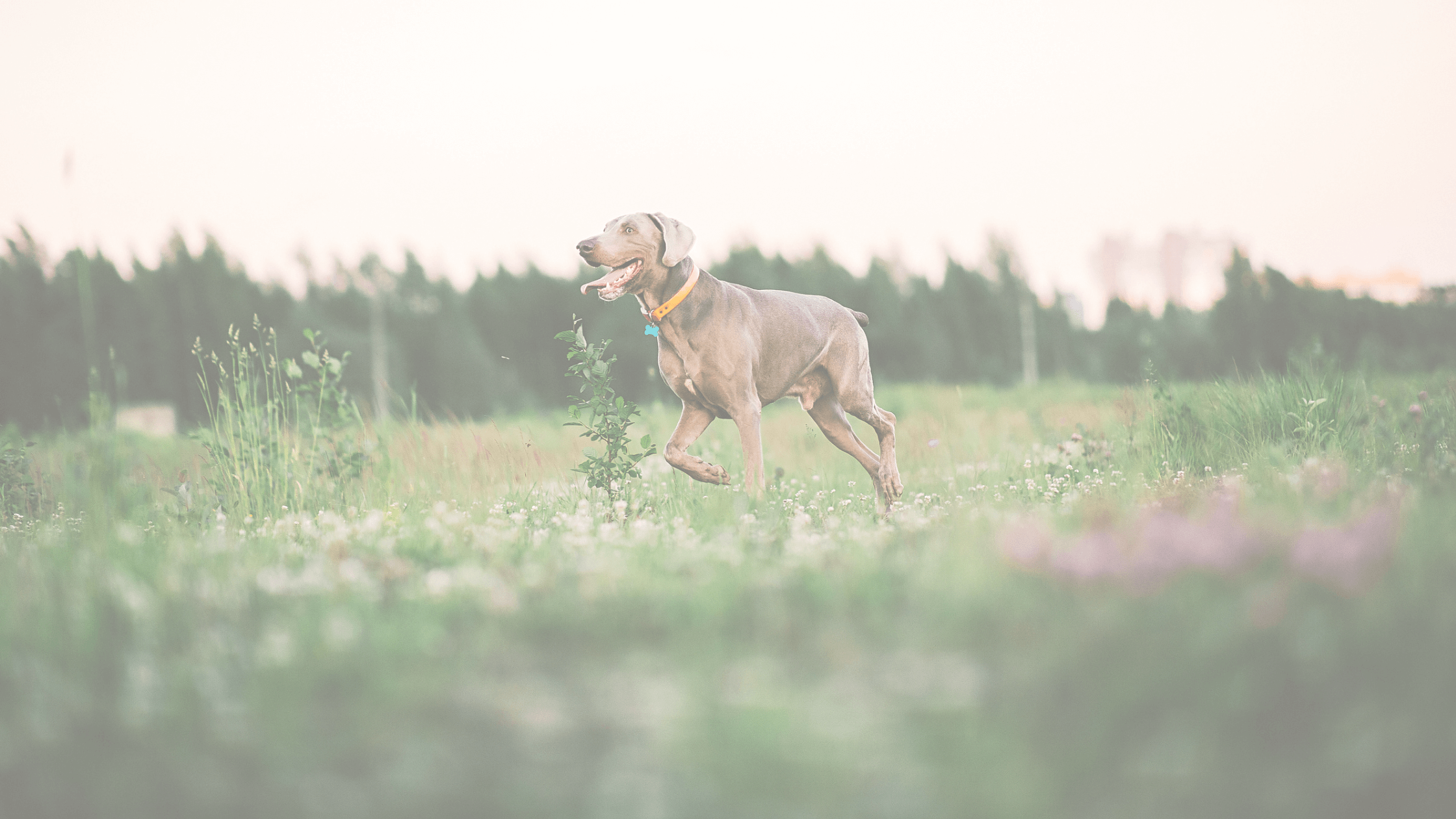 Healthy Guide for Big Dogs Care: Mindfulness and Nutrition