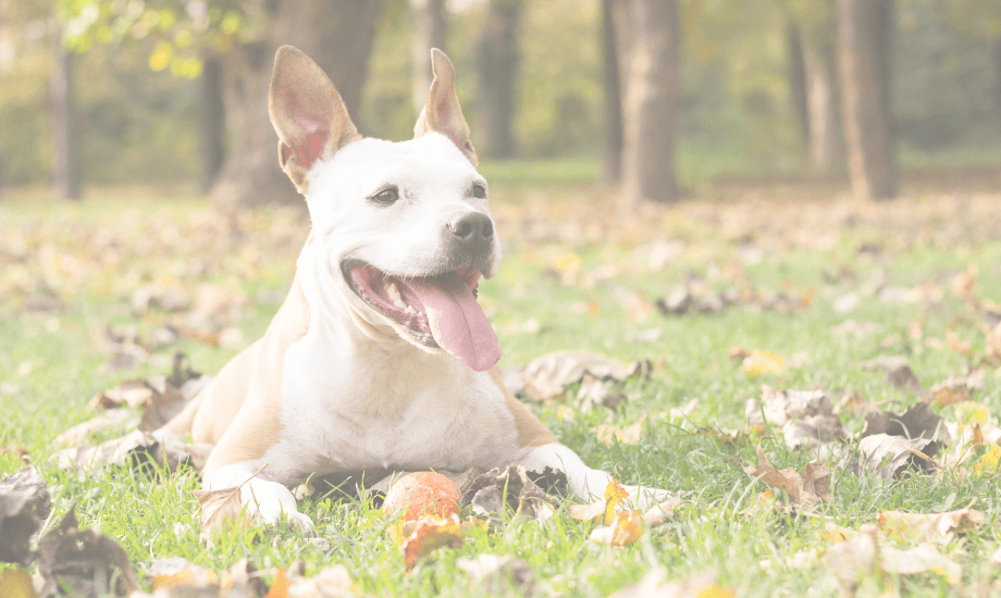 Yummy Fall Dog Treat Recipes: Pumpkin, Sweet Potato & More!