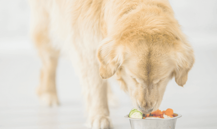 5 Dog Superfoods To Boost Health