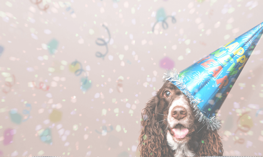 3 perfect New Year's Resolutions for Dog Health