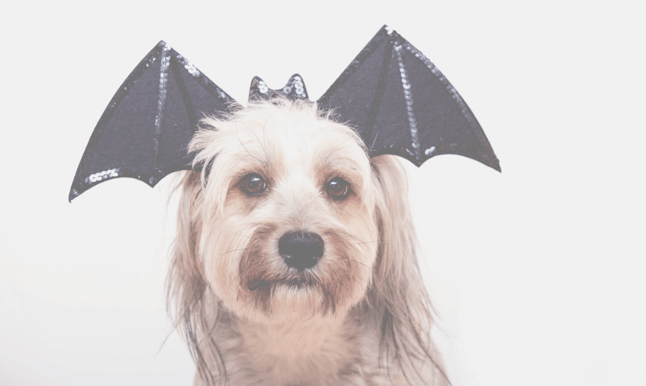 Top 5 DIY Pet Costumes: Happy Halloween!