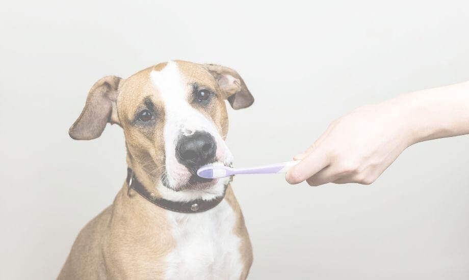 Maintaining Your Dog's Dental Health and Wellness