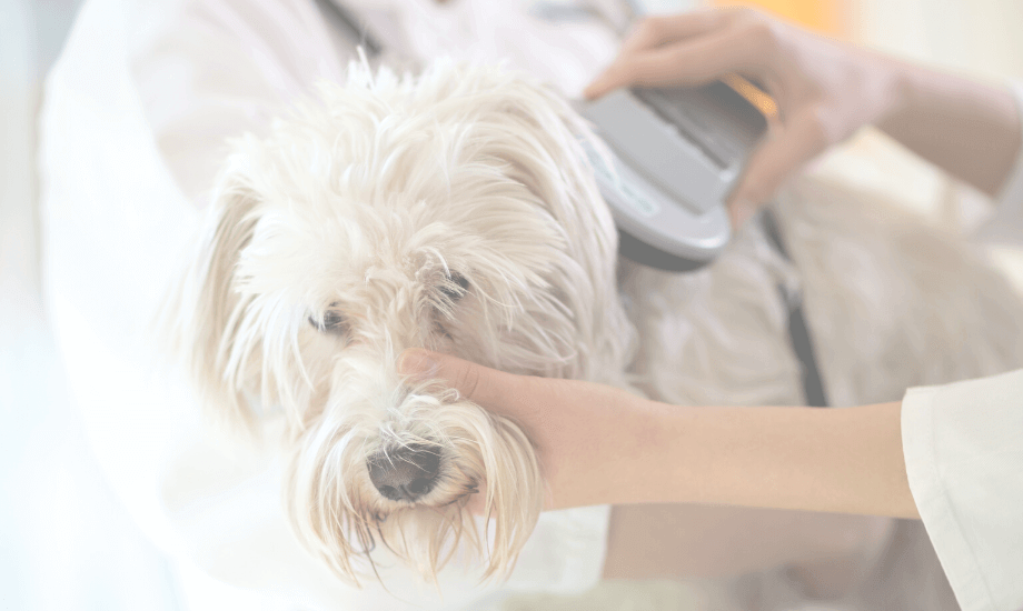 Microchipping Pets: What You Need to Know