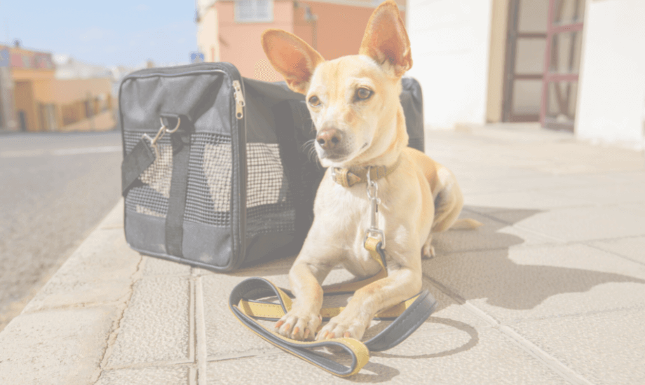 5 tips for stress-free travelling with dogs