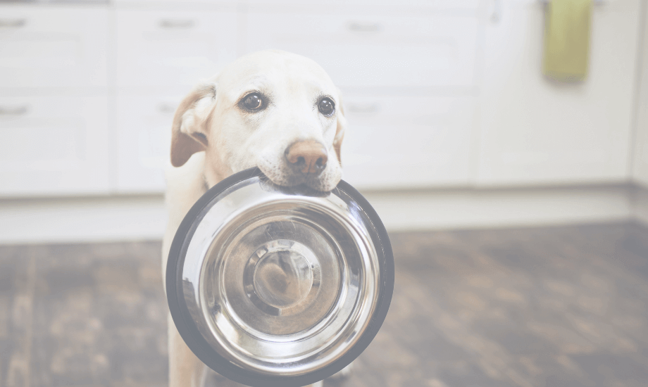 How to Switch Dog Food Safely!