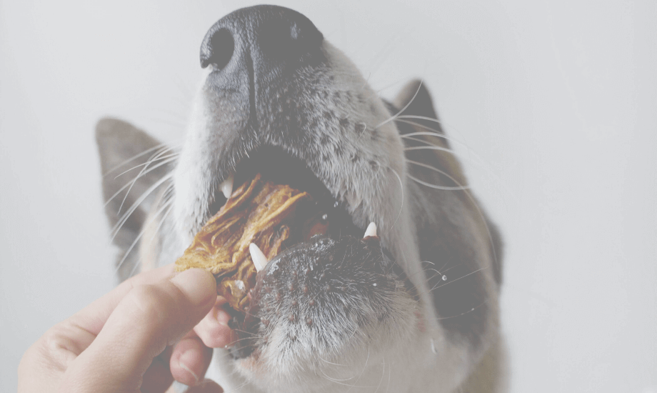 Healthy Cod Skin Treats for Dogs Nutritious Snacking