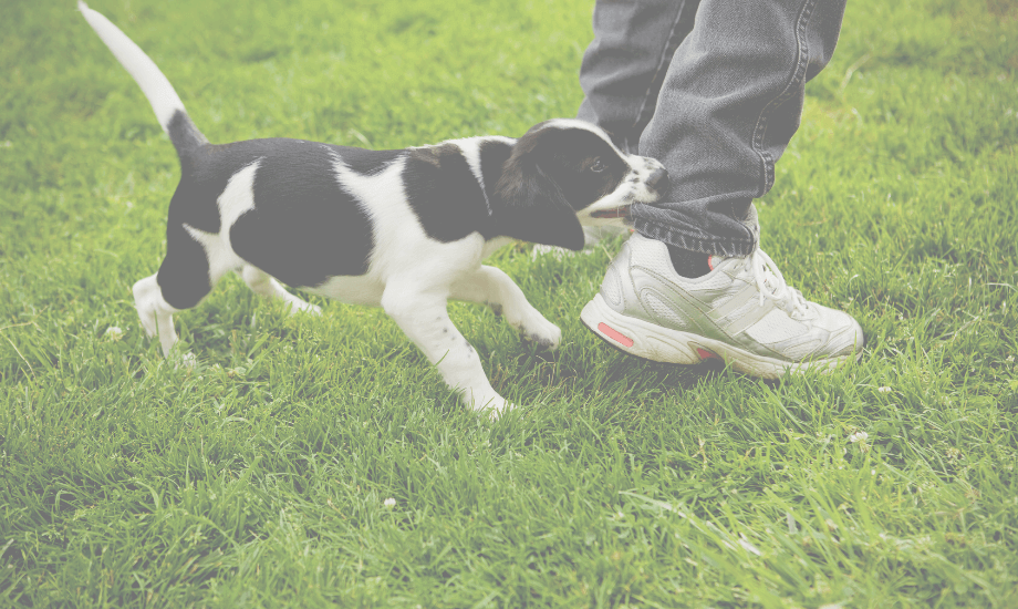 Mastering Puppy Biting Training with Effective Techniques