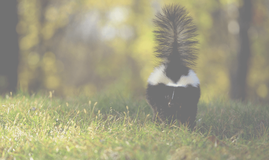 Homemade skunk store shampoo for dogs