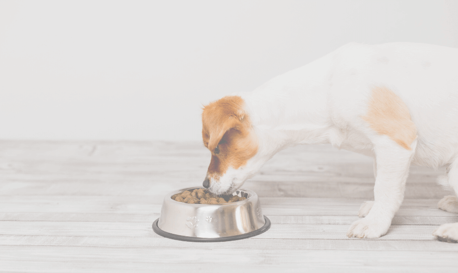 Identifying and Avoiding Dangerous Dog Food Ingredients