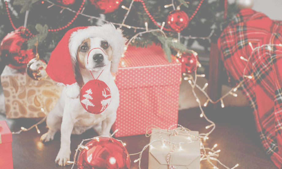 Making Christmas Tree Safe for your Dog